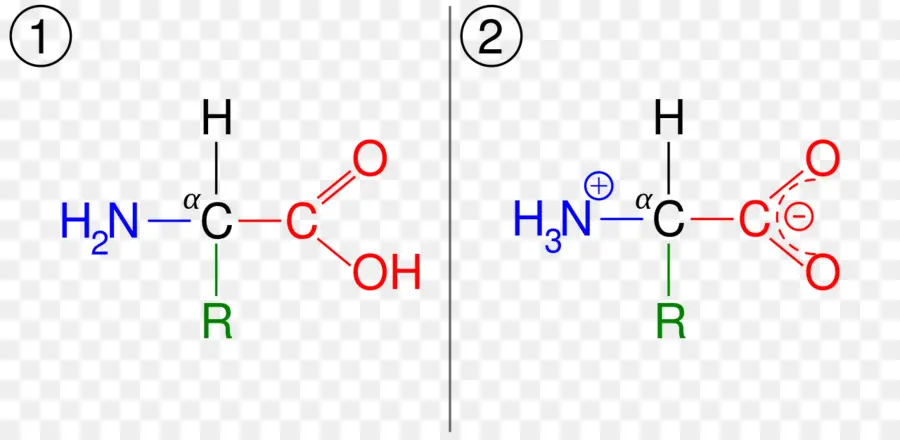 Estructura De Aminoácidos，Químico PNG