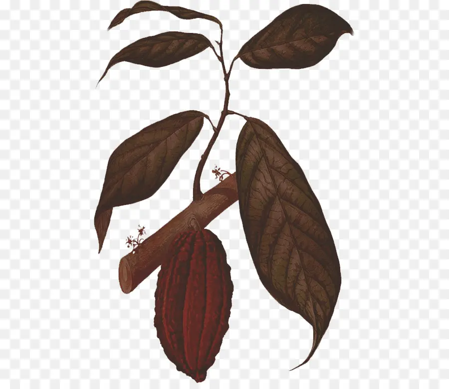 Planta De Cacao，Cacao PNG