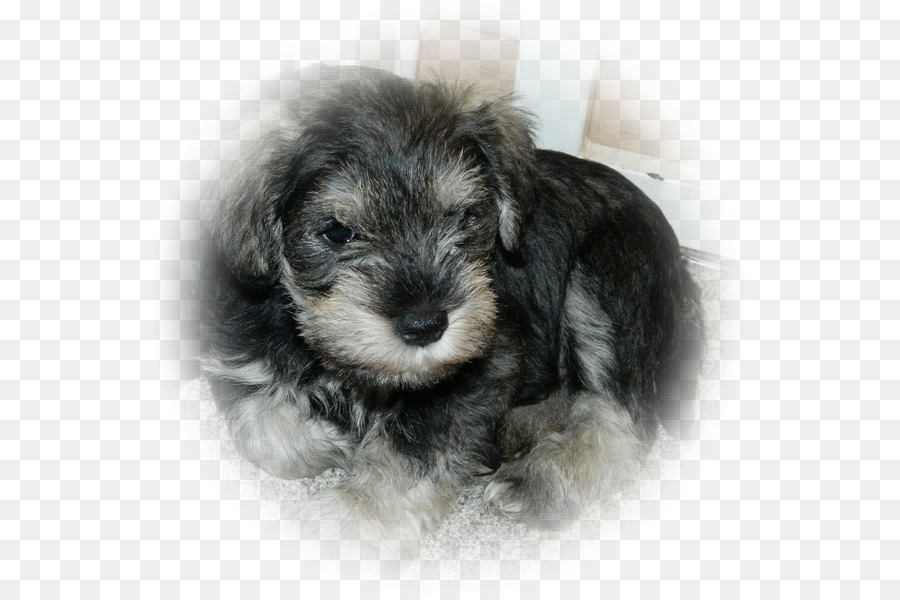 Schnauzer Miniatura，Schnoodle PNG