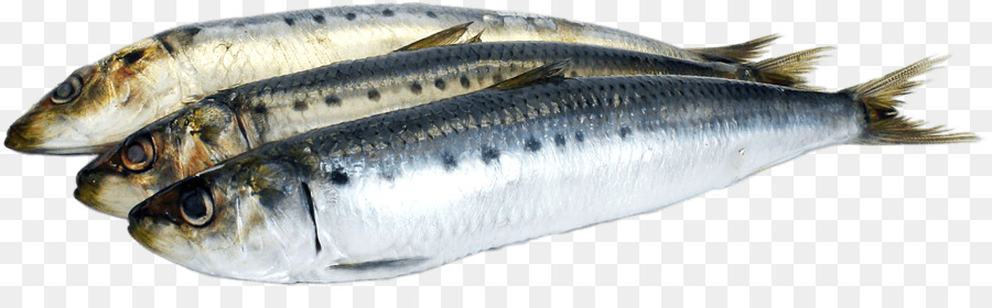 Sardina，Aceite De Pescado PNG