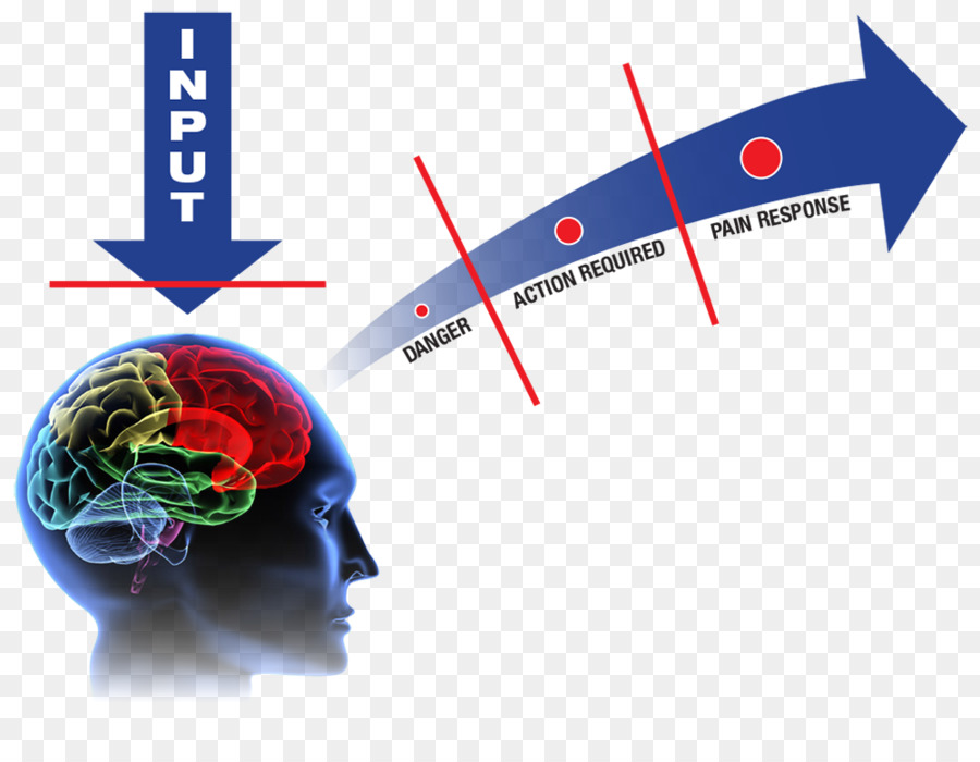 Cerebro Masculino，El Dolor De Espalda PNG