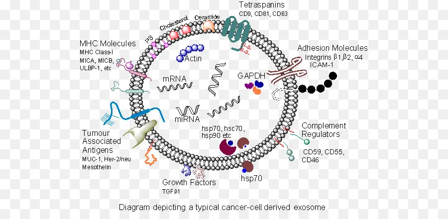 Exosoma，El Cáncer PNG