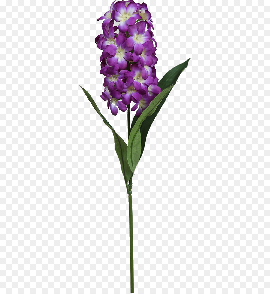 Flor Morada，Florecer PNG