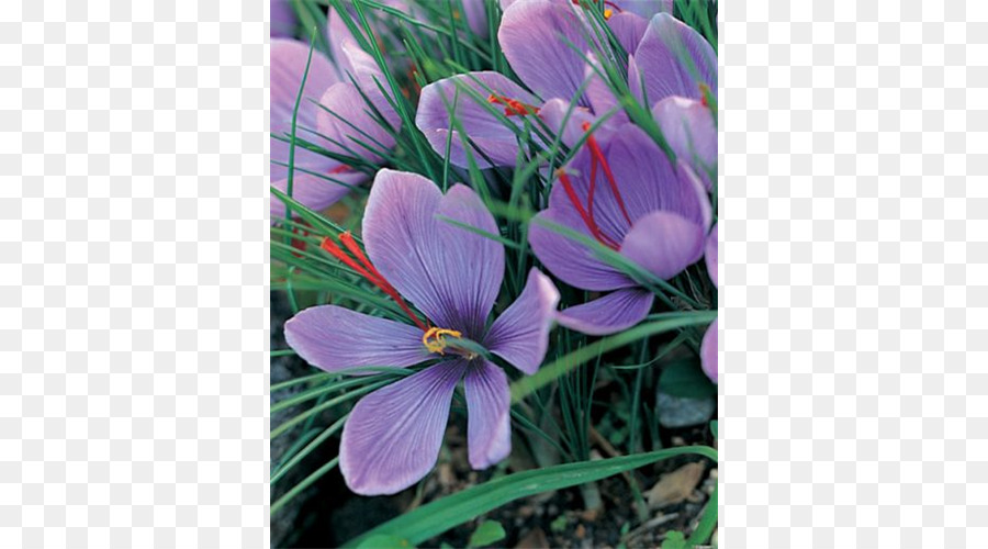 Azafrán，El Crocus De Otoño PNG