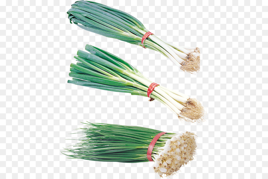 Allium Fistulosum，Cebolla PNG