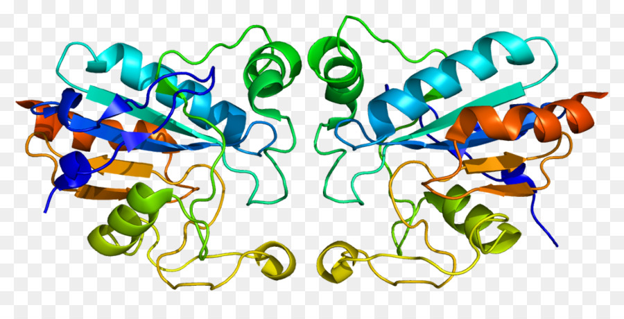 Estructura De La Proteína，Molécula PNG