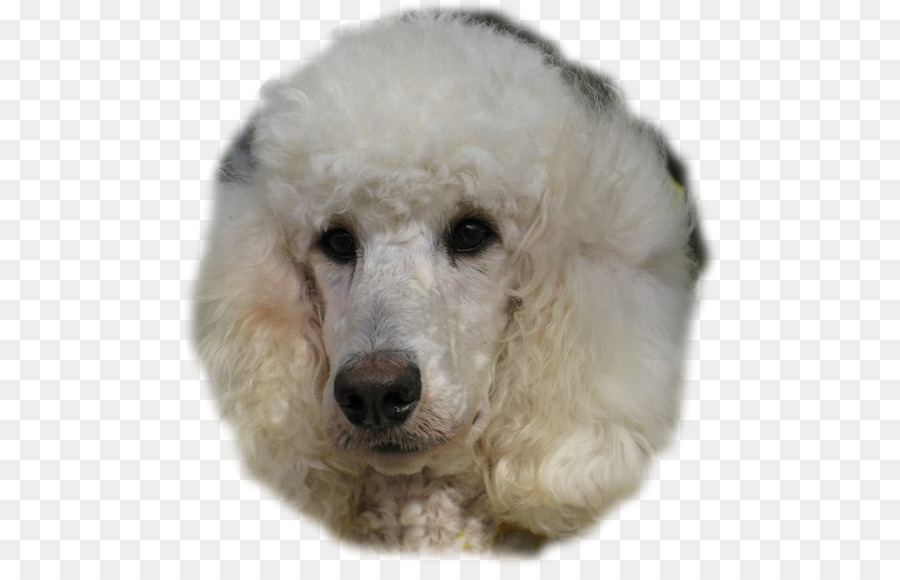 Caniche Blanco，Esponjoso PNG