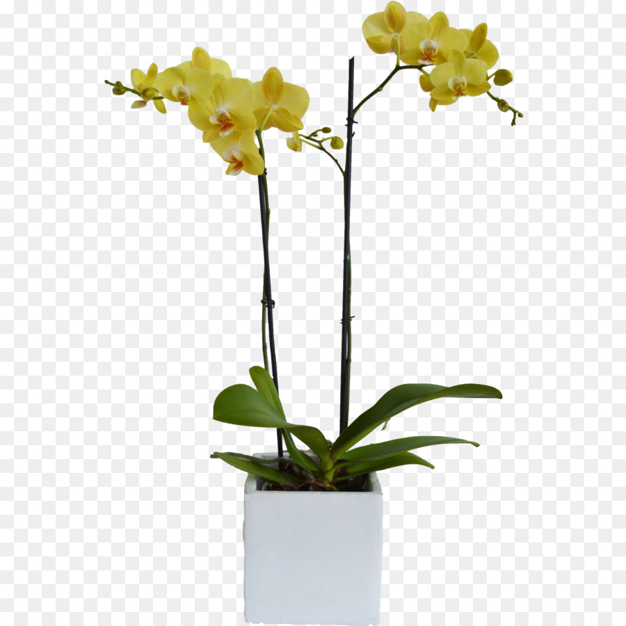 La Polilla De Las Orquídeas，Las Flores Cortadas PNG