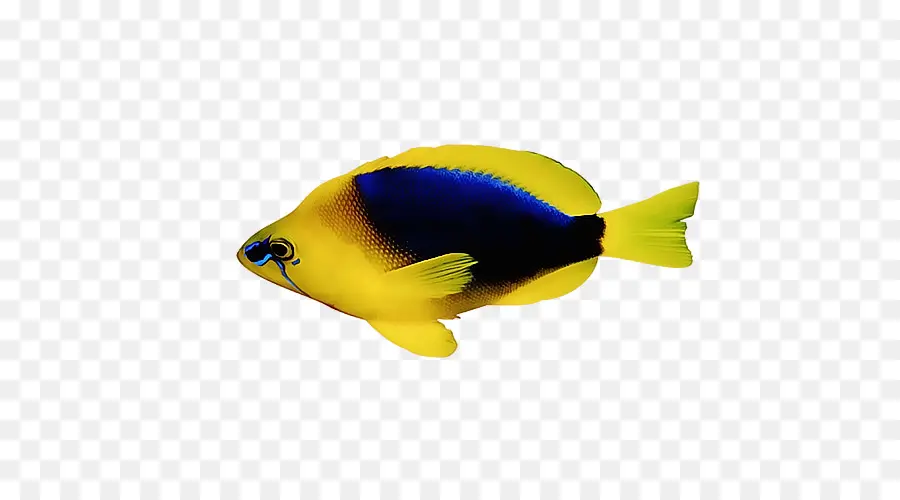 Los Peces，Tiburón PNG