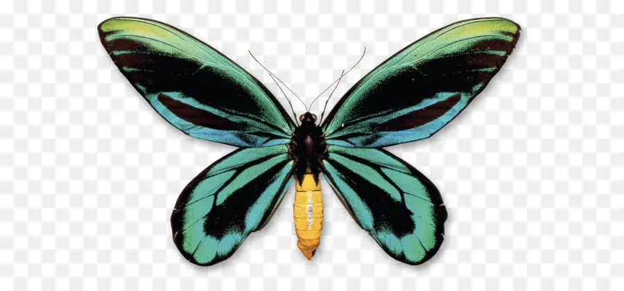 Mariposa，Nueva Guinea PNG