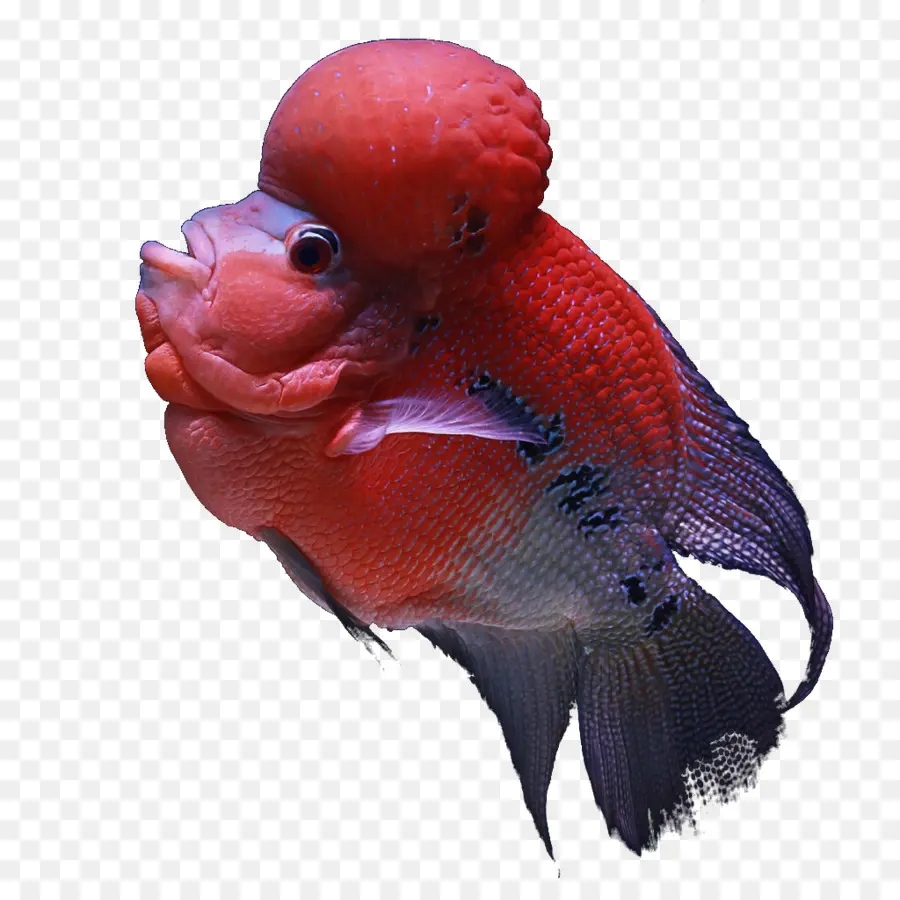 Pescado Rojo，Acuático PNG