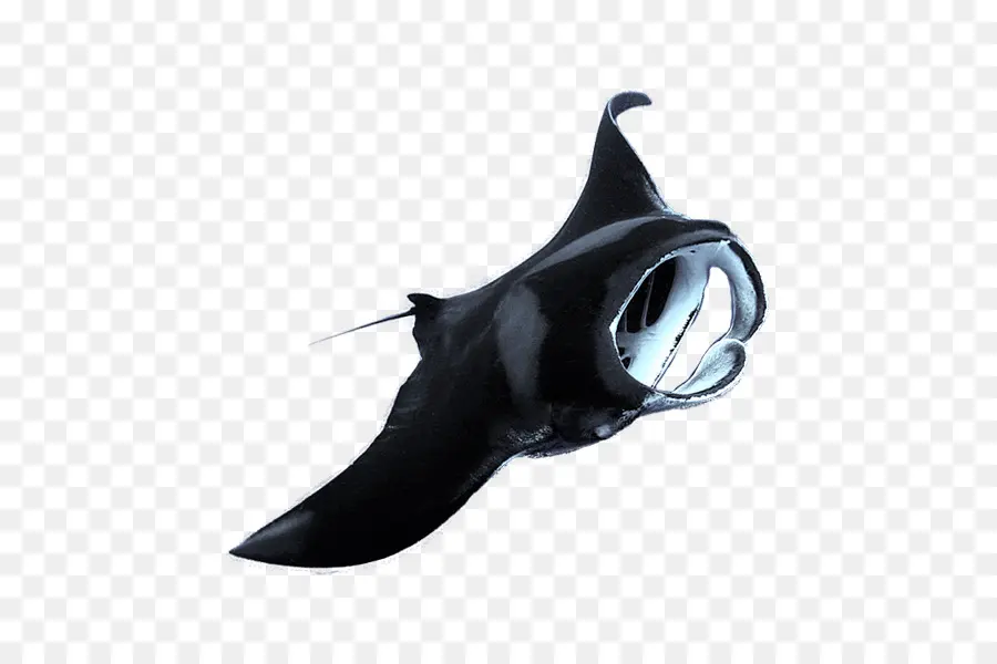 Mantarraya Negra，Océano PNG