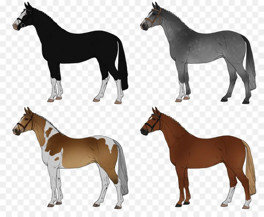 Caballos De Mongolia，Pony PNG