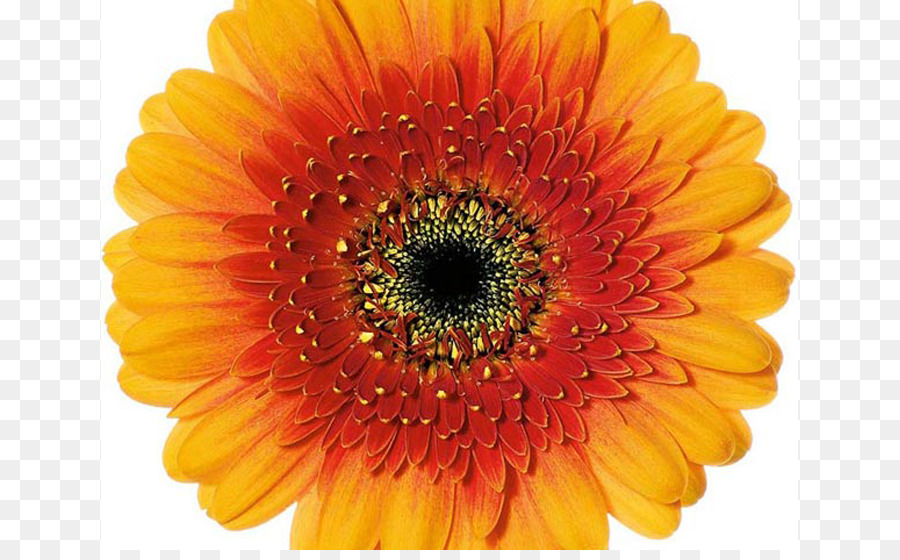 Transvaal Daisy，Crisantemo PNG