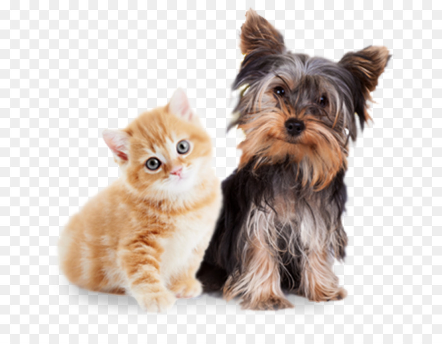 Yorkshire Terrier，Yorkipoo PNG