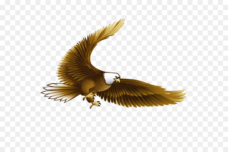 Aves，águila PNG