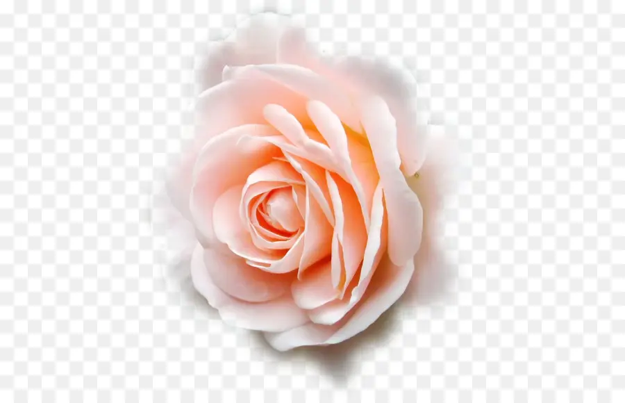 Rosas，Rosa PNG