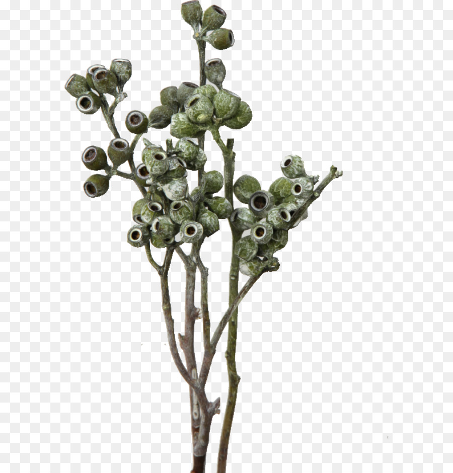 Embryophyta，Blume PNG