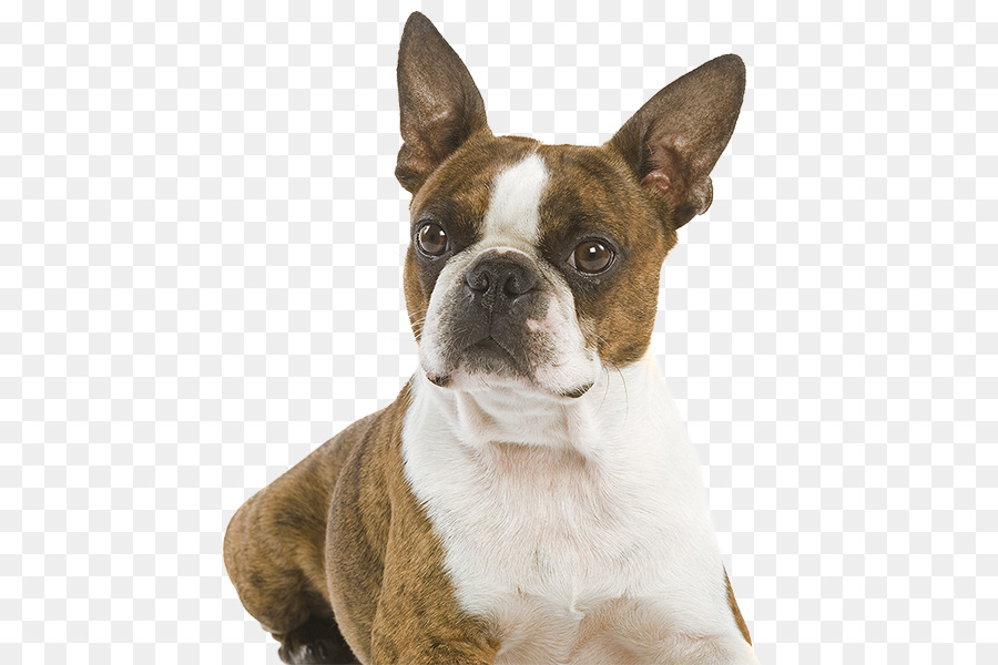 Terrier De Boston，Inglés Antiguo Bulldogge PNG