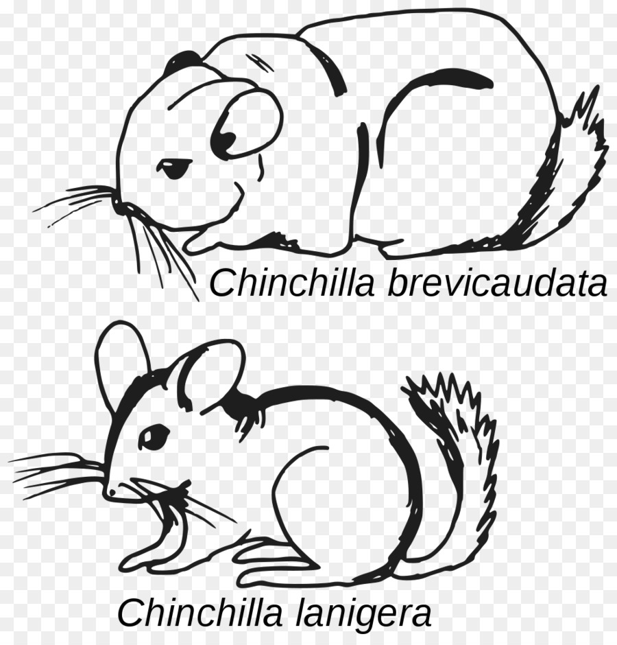 Chinchilla，Chinchilla Corta PNG