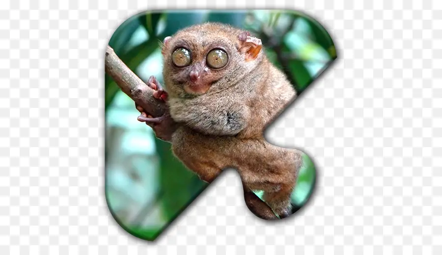 Mono，Pigmeo Slow Loris PNG