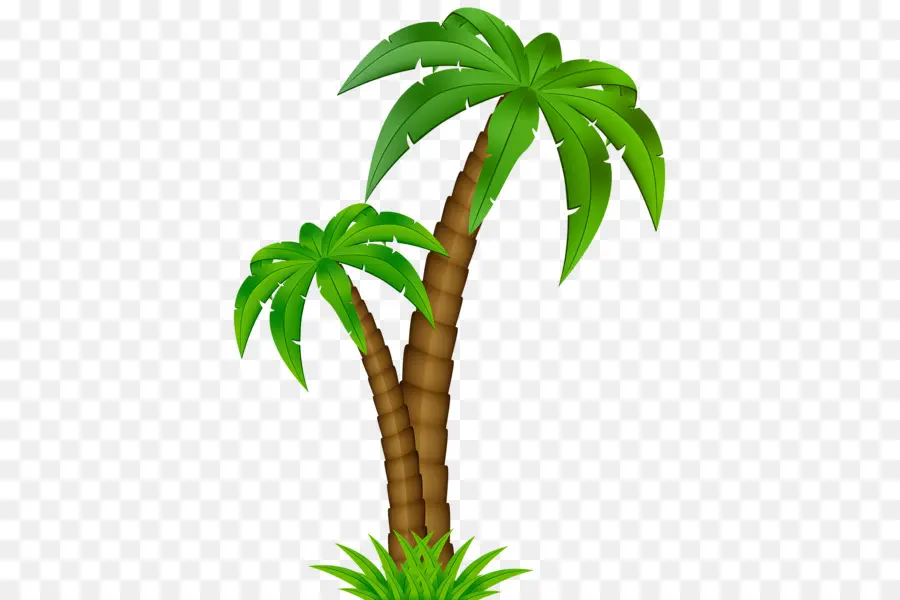 Arecaceae，Coco PNG