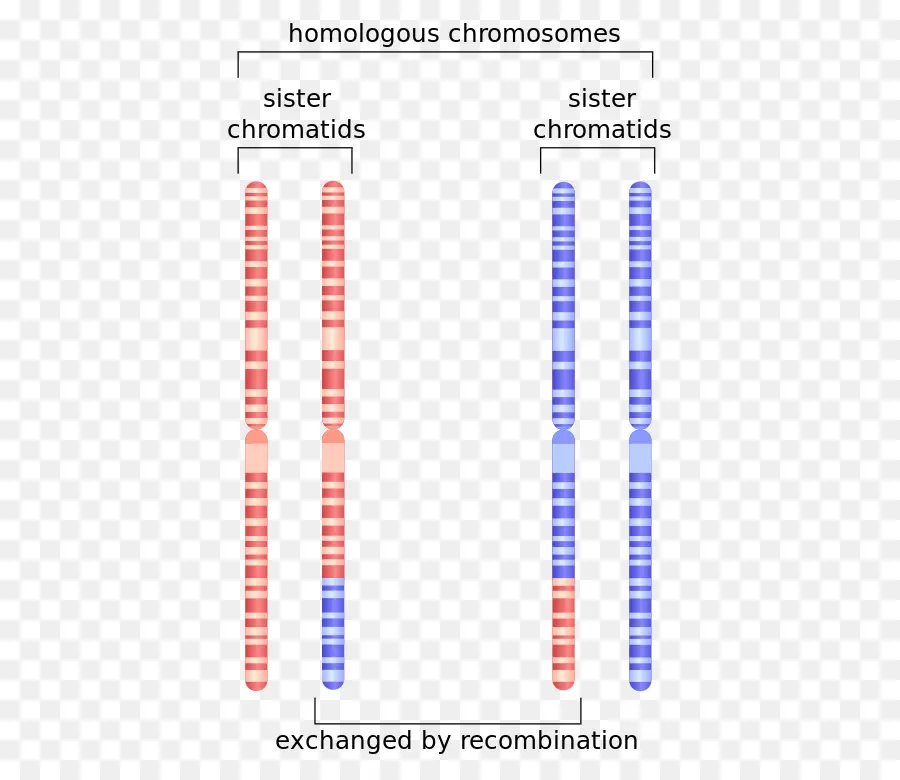 Las Cromátidas Hermanas，Cromosoma Homólogo PNG