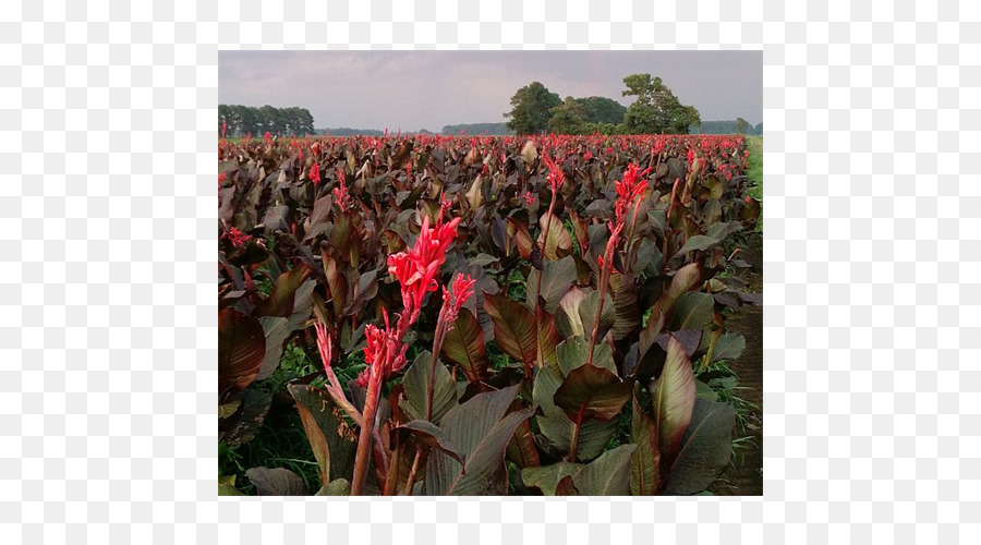 Canna，Cultivo De Efectivo PNG