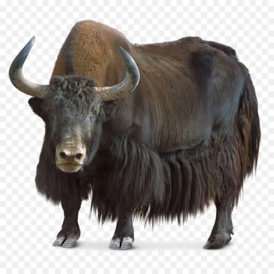 Doméstica Yak，Yak Salvaje PNG