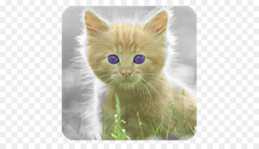 Gatito，British Semilonghair PNG