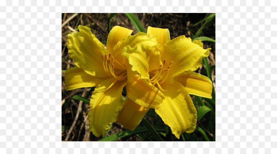 Terra Ceia Granjas，Largeflowered Eveningprimrose PNG