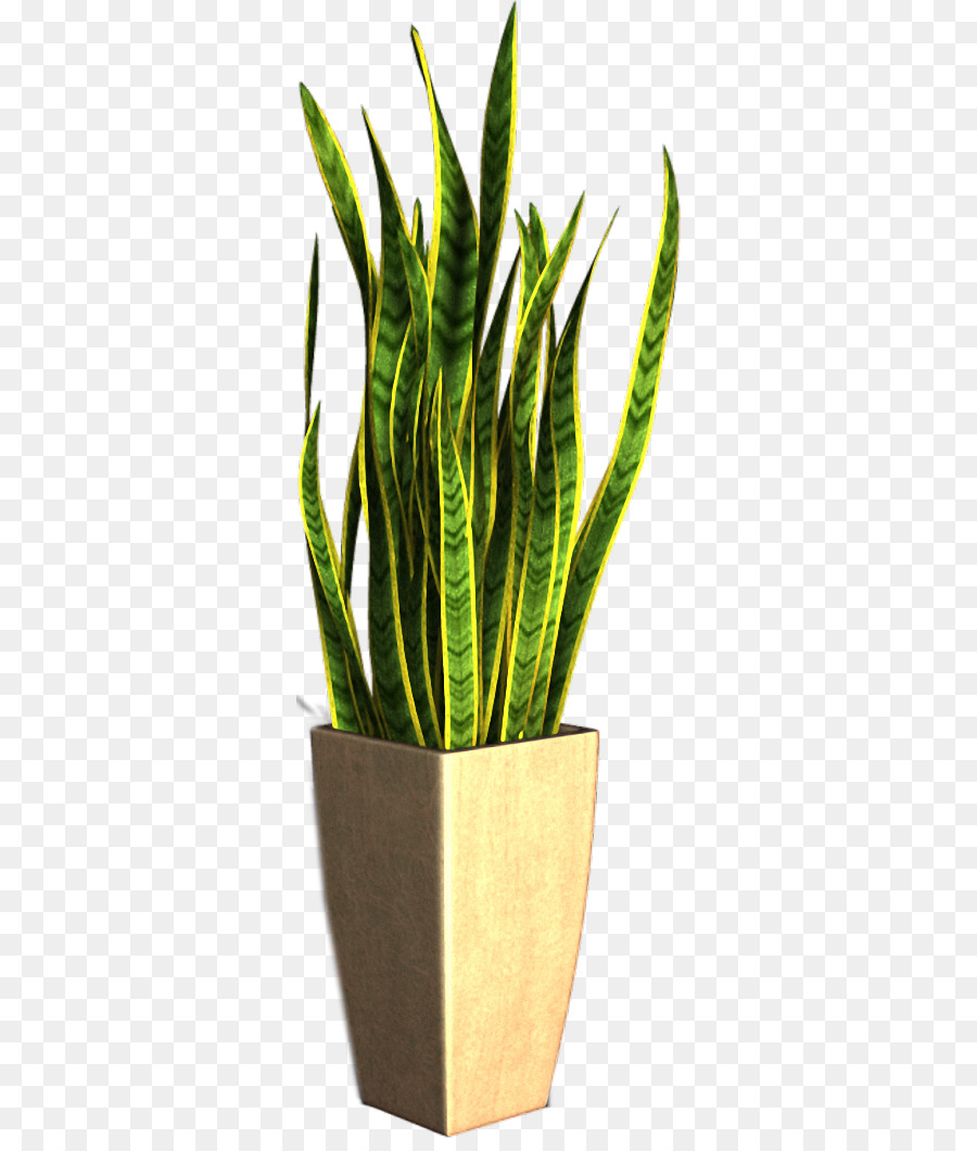 Maceta，Planta De Interior PNG