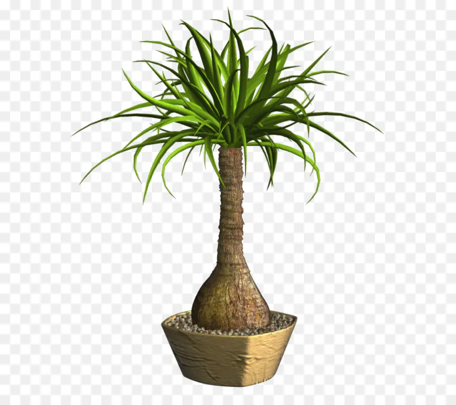 Arecaceae，El Bambú De La Suerte PNG