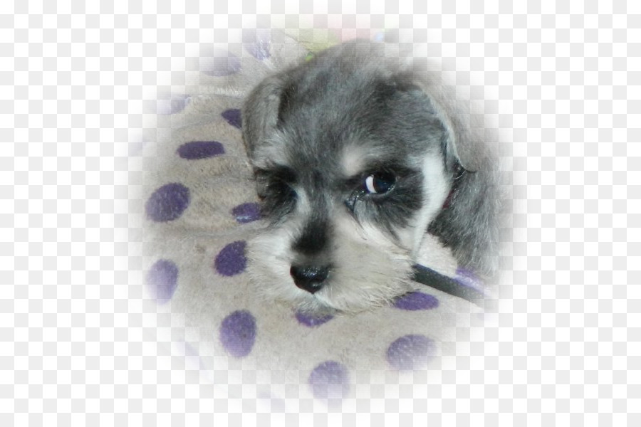 Schnauzer Miniatura，Schnoodle PNG