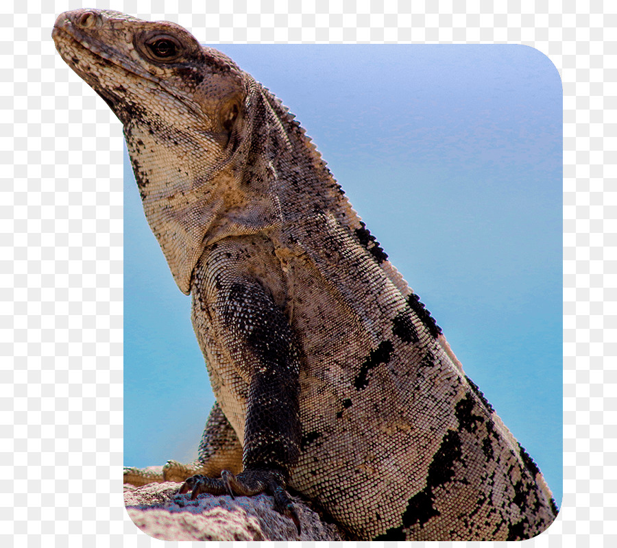 Común Iguanas，Dragón Lagartos PNG