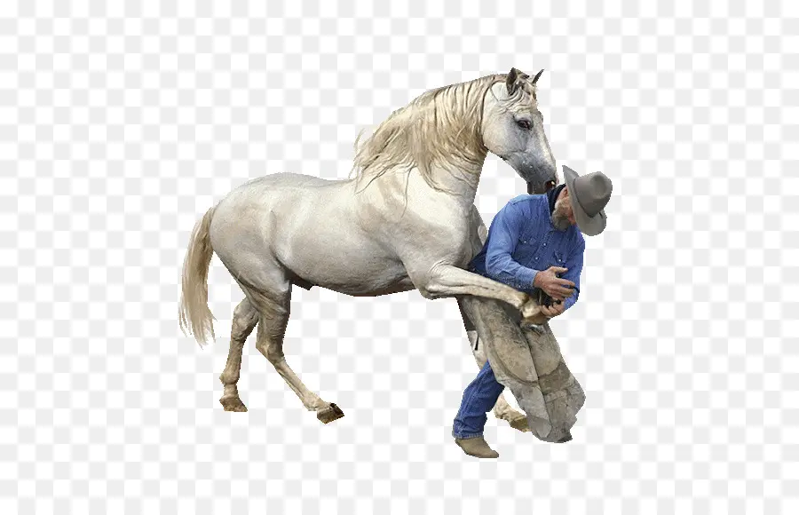 Caballo Y Hombre，Caballo PNG