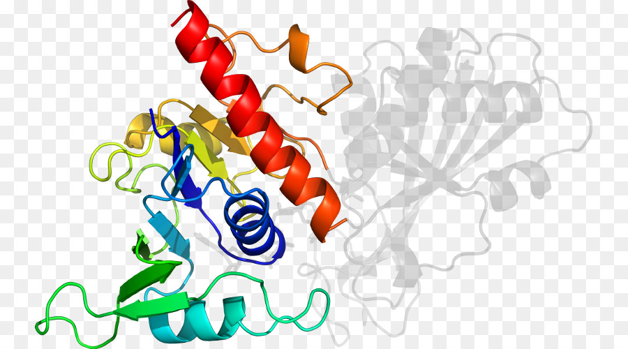 Estructura Proteica，Molécula PNG