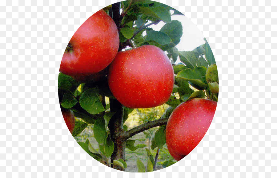 Tomate Ciruela，Apple PNG