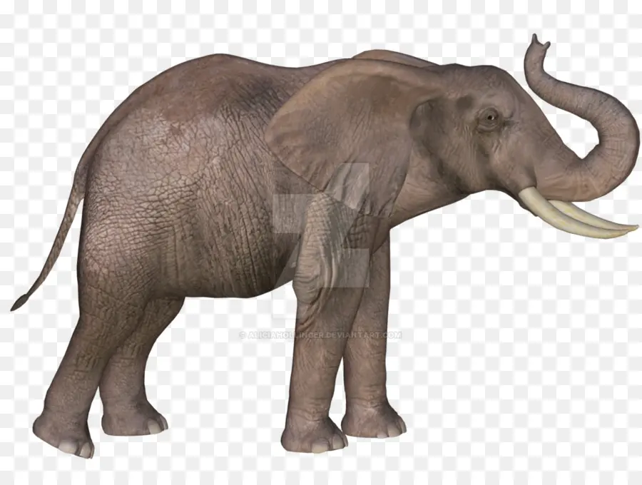 Elefante，Mamífero PNG