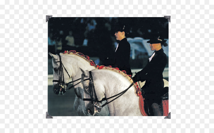 Semental，Los Arneses De Caballo PNG