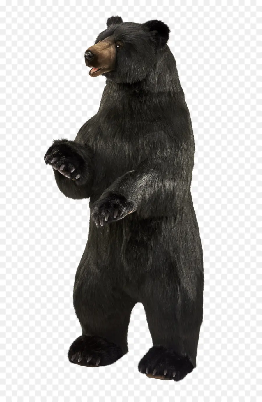 Grizzly Bear，El Oso Negro Americano PNG