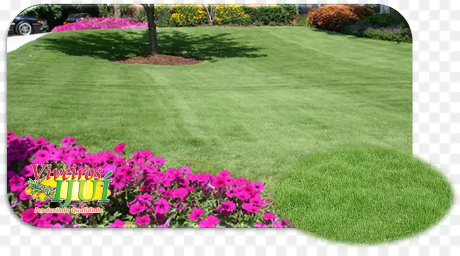 Zoysia Tenuifolia，Patio Trasero PNG