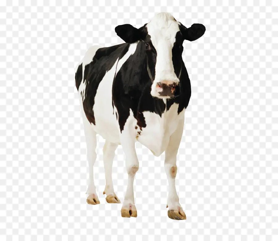 Ganado Holstein Friesian，Pie PNG