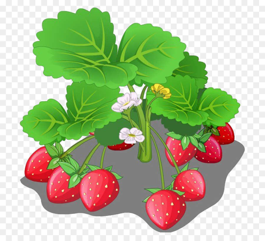 Planta De Fresa，Hojas PNG