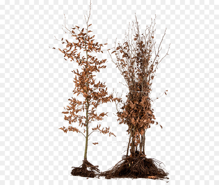 Plantas De Raíz Desnuda，Plantas PNG