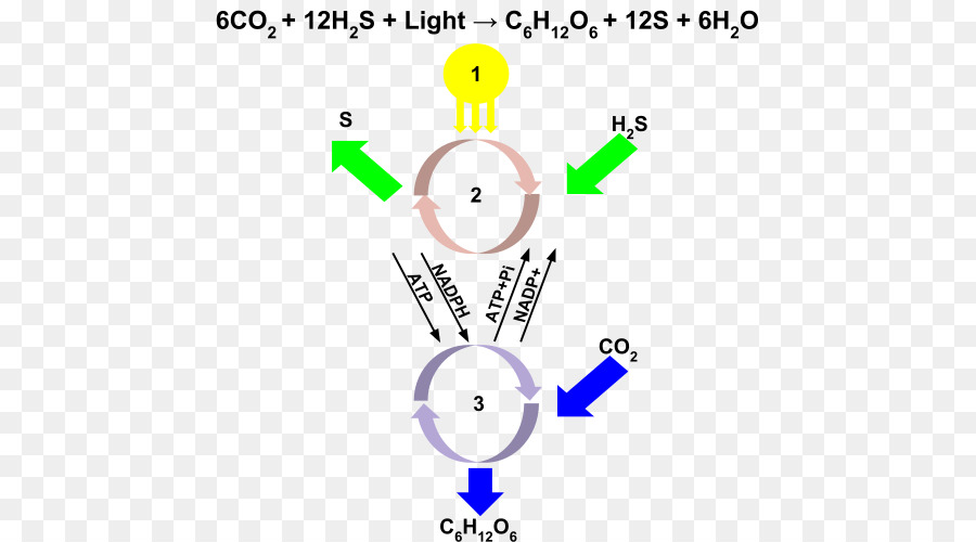Diagrama De Fotosíntesis，Biología PNG