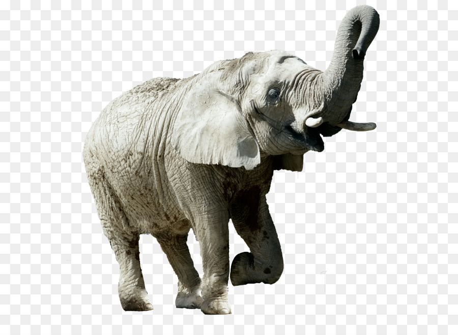 Elefante Indio，El Elefante Africano PNG