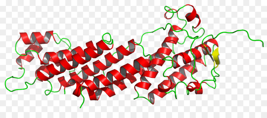 Estructura Proteica，Molécula PNG