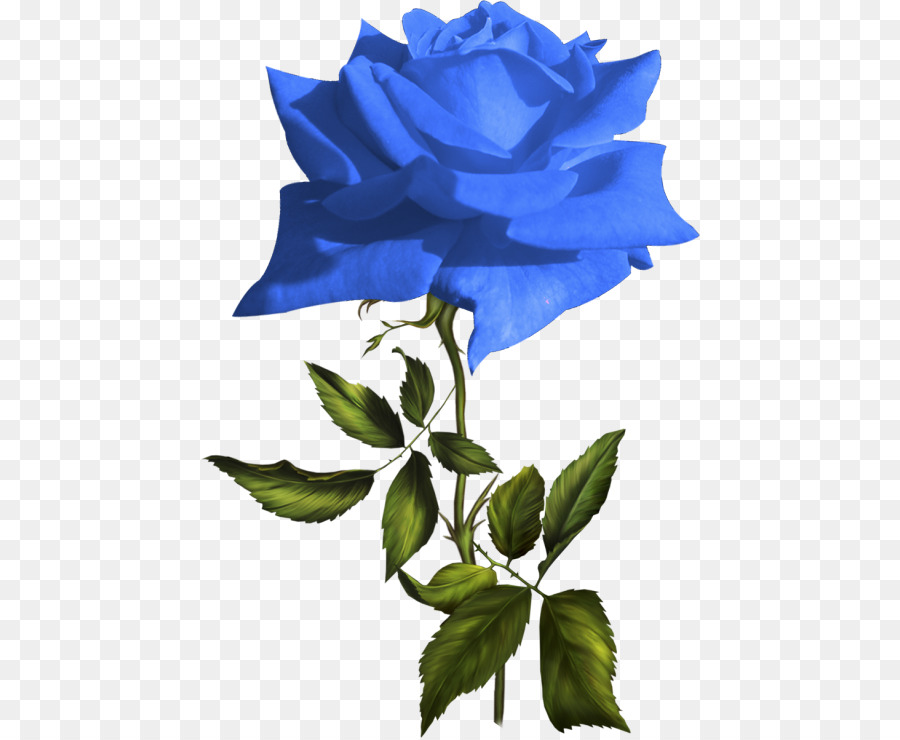 Rosa Azul，Las Rosas De Jardín PNG