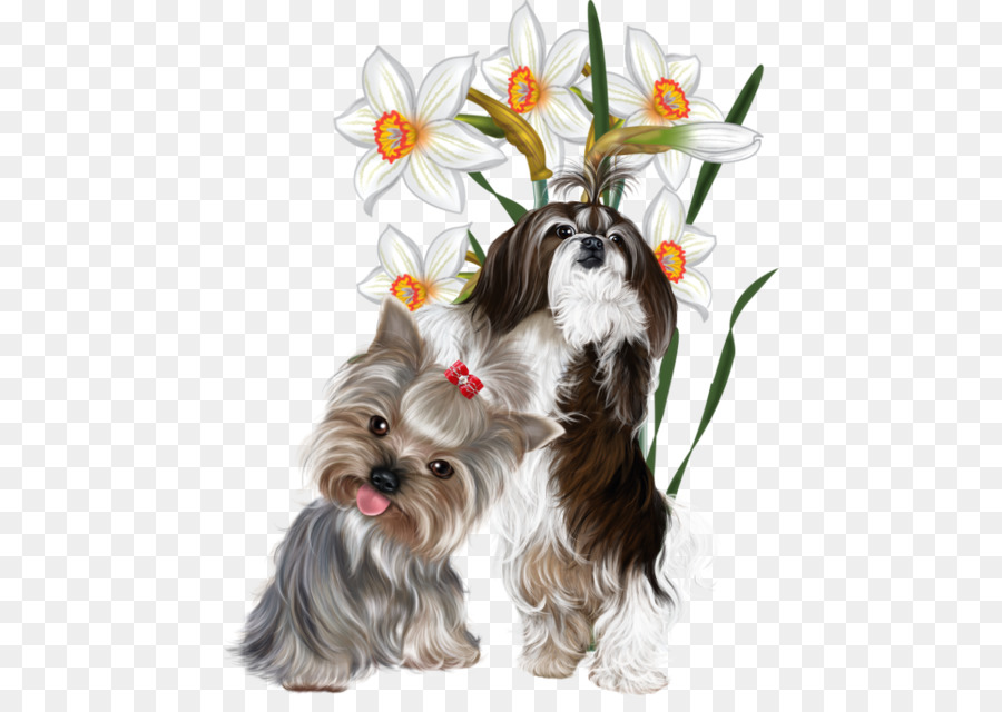 Yorkshire Terrier，Cachorro PNG